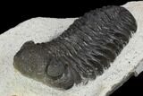 Morocops Trilobite - Visible Eye Facets #120076-1